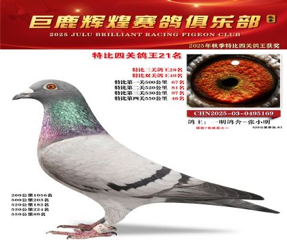 巨鹿輝煌特比四關(guān)鴿王21名
