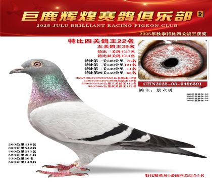 巨鹿輝煌特比四關(guān)鴿王22名