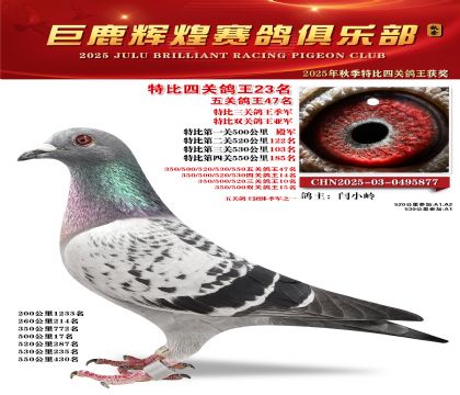 巨鹿輝煌特比四關(guān)鴿王23名