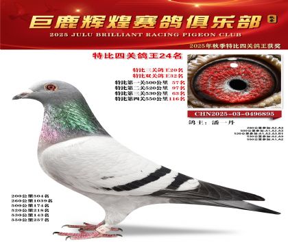 巨鹿輝煌特比四關(guān)鴿王24名