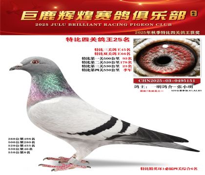 巨鹿輝煌特比四關(guān)鴿王25名