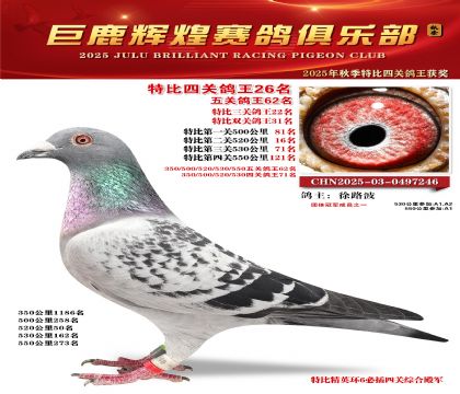 巨鹿輝煌特比四關(guān)鴿王26名