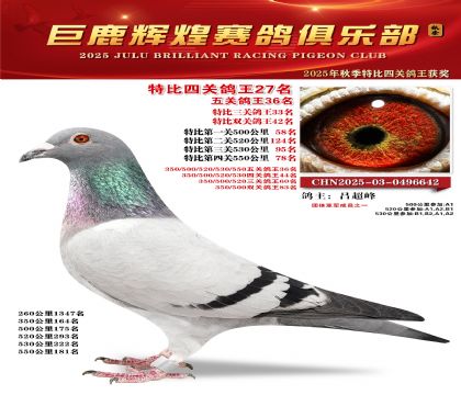 巨鹿輝煌特比四關(guān)鴿王27名