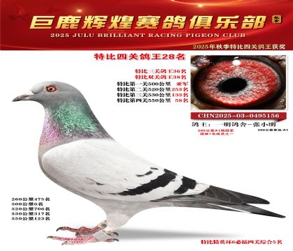 巨鹿輝煌特比四關(guān)鴿王28名