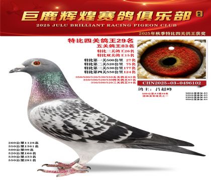 巨鹿輝煌特比四關(guān)鴿王29名