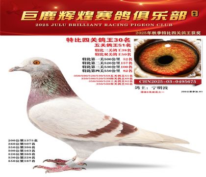 巨鹿輝煌特比四關(guān)鴿王30名