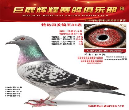 巨鹿輝煌特比四關(guān)鴿王31名