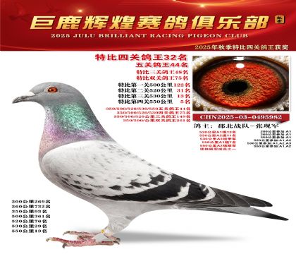 巨鹿輝煌特比四關(guān)鴿王32名
