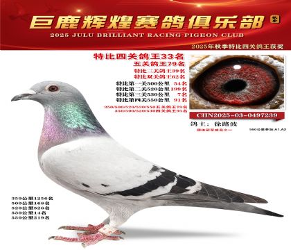 巨鹿輝煌特比四關(guān)鴿王33名