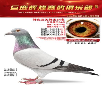 巨鹿輝煌特比四關(guān)鴿王34名