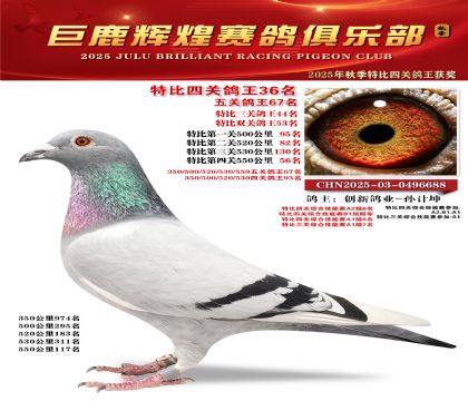 巨鹿輝煌特比四關(guān)鴿王36名