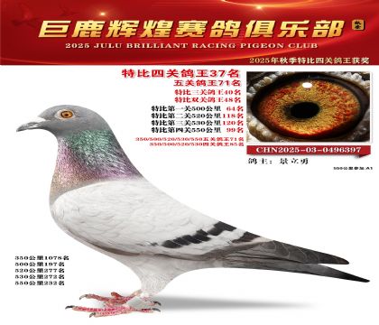 巨鹿輝煌特比四關(guān)鴿王37名