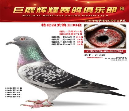 巨鹿輝煌特比四關(guān)鴿王38名