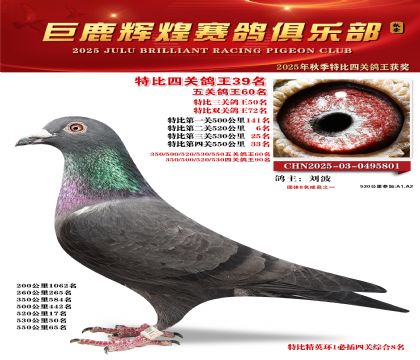 巨鹿輝煌特比四關(guān)鴿王39名