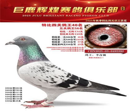 巨鹿輝煌特比四關(guān)鴿王40名