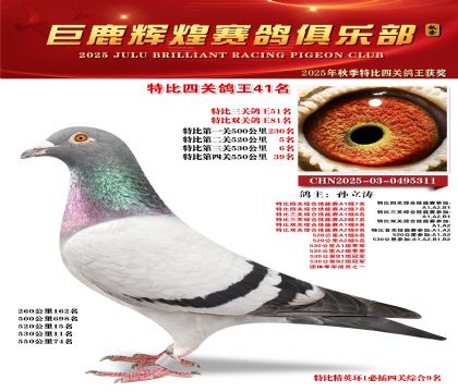 巨鹿輝煌特比四關(guān)鴿王41名