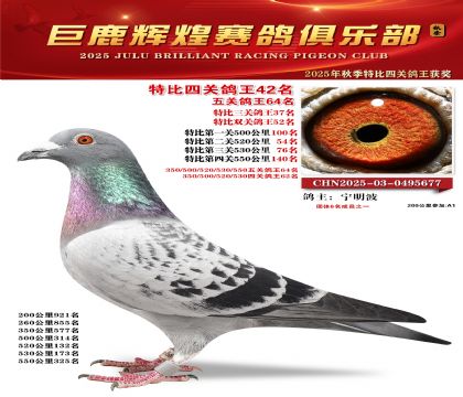 巨鹿輝煌特比四關(guān)鴿王42名