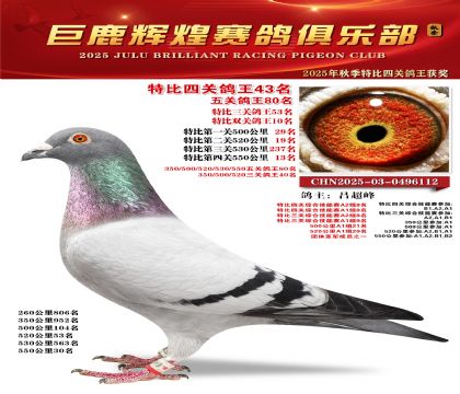 巨鹿輝煌特比四關(guān)鴿王43名