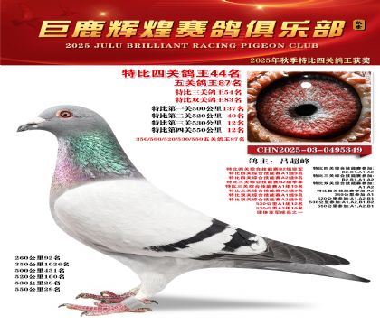 巨鹿輝煌特比四關(guān)鴿王44名