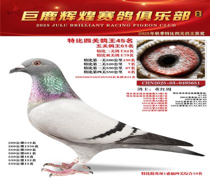 巨鹿輝煌特比四關(guān)鴿王45名