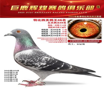 巨鹿輝煌特比四關(guān)鴿王46名