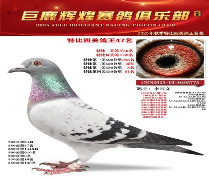 巨鹿輝煌特比四關(guān)鴿王47名