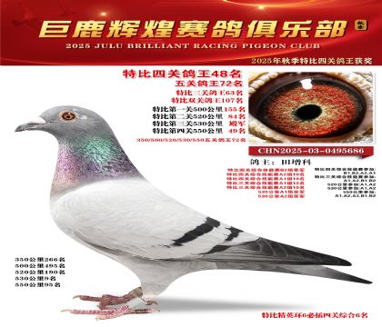 巨鹿輝煌特比四關(guān)鴿王48名
