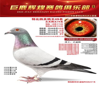 巨鹿輝煌特比四關(guān)鴿王49名