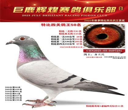 巨鹿輝煌特比四關(guān)鴿王50名