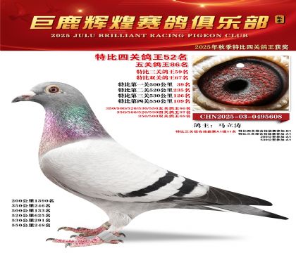 巨鹿輝煌特比四關(guān)鴿王52名