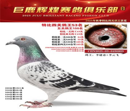巨鹿輝煌特比四關(guān)鴿王53名