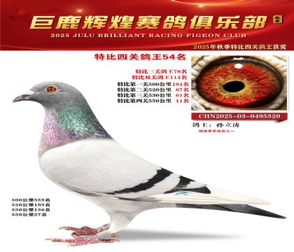巨鹿輝煌特比四關(guān)鴿王54名