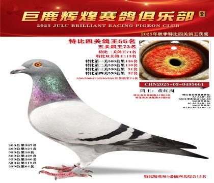 巨鹿輝煌特比四關(guān)鴿王55名