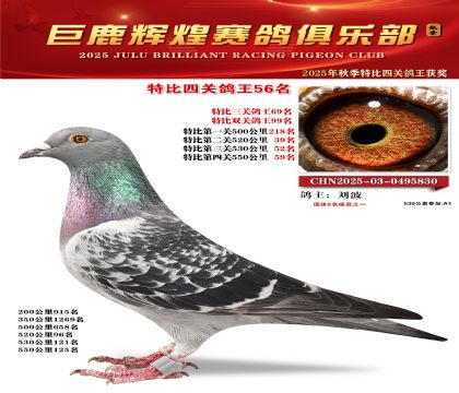 巨鹿輝煌特比四關(guān)鴿王56名