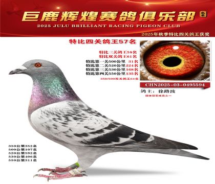 巨鹿輝煌特比四關(guān)鴿王57名