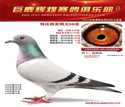 巨鹿輝煌特比四關(guān)鴿王58名