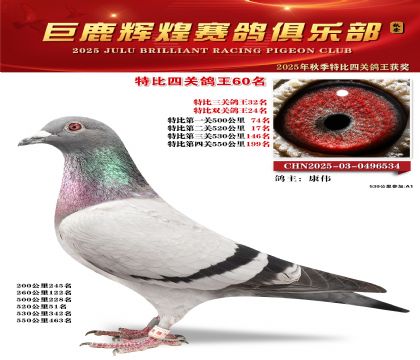 巨鹿輝煌特比四關(guān)鴿王60名