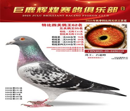 巨鹿輝煌特比四關(guān)鴿王62名