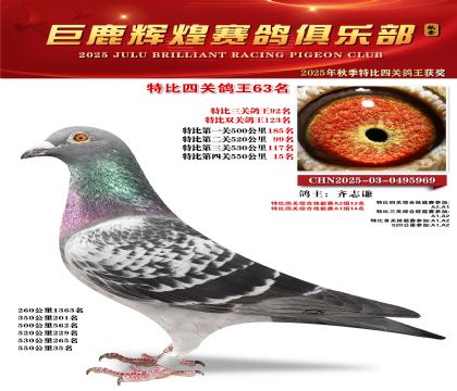 巨鹿輝煌特比四關(guān)鴿王63名