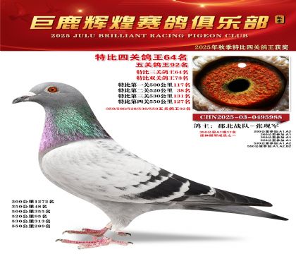 巨鹿輝煌特比四關(guān)鴿王64名