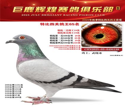 巨鹿輝煌特比四關(guān)鴿王65名