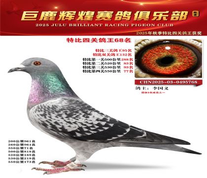 巨鹿輝煌特比四關(guān)鴿王68名