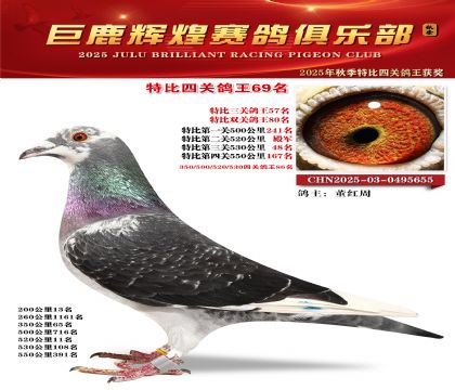 巨鹿輝煌特比四關(guān)鴿王69名
