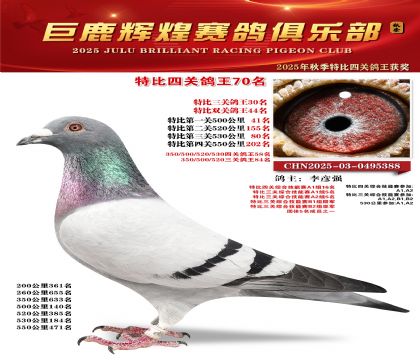 巨鹿輝煌特比四關(guān)鴿王70名