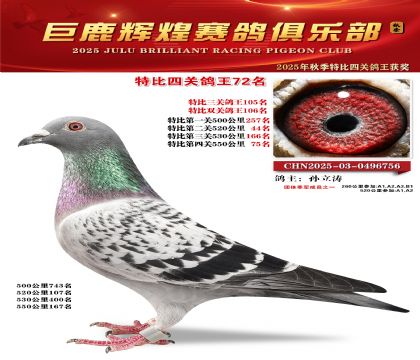 巨鹿輝煌特比四關(guān)鴿王72名