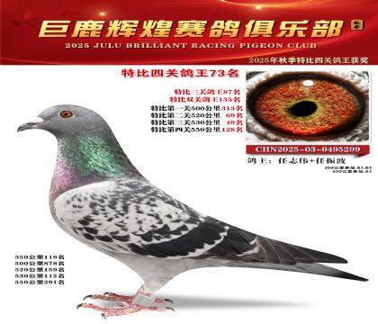 巨鹿輝煌特比四關(guān)鴿王73名