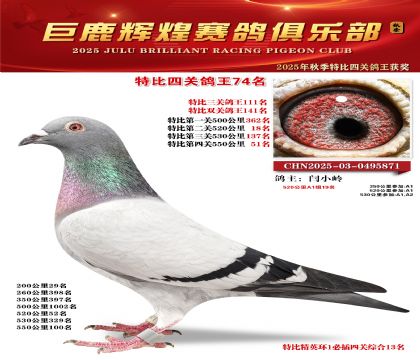 巨鹿輝煌特比四關(guān)鴿王74名