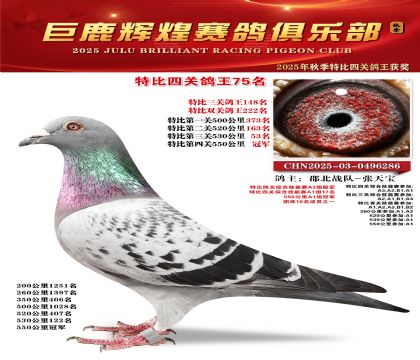 巨鹿輝煌特比四關(guān)鴿王75名