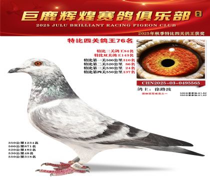 巨鹿輝煌特比四關(guān)鴿王76名