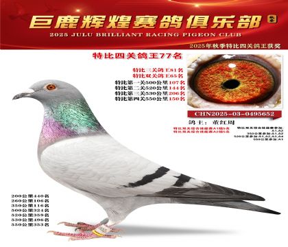 巨鹿輝煌特比四關(guān)鴿王77名